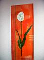 tulpe